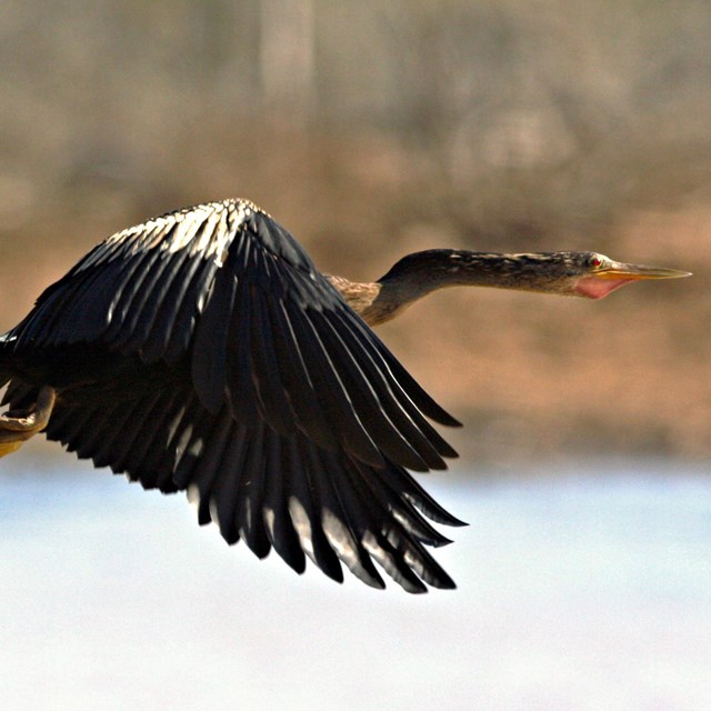 An anhinga flying from a perch.