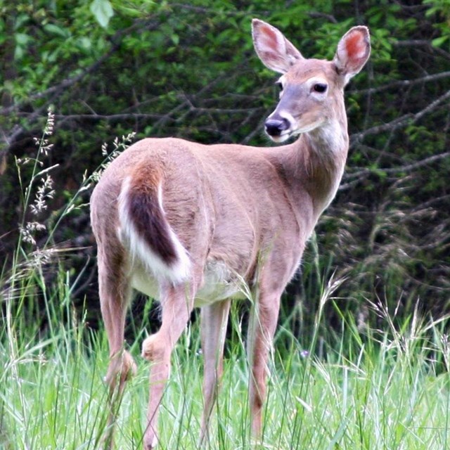 A white-tailed deer in a field with some trees in the background.