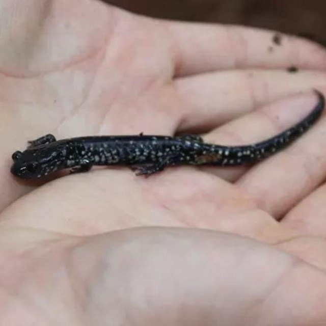 A salamander resting in a person's hand.