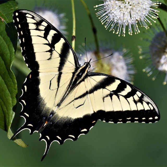 A butterfly resting on a flower.