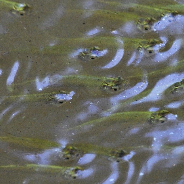 Minnows swimming in water.