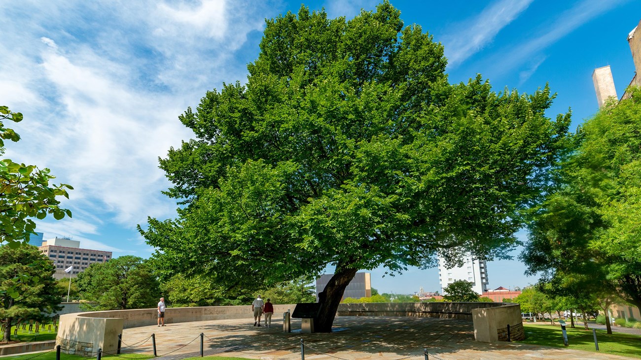 The Survivor Tree at the Oklahoma City National Memorial & Museum.