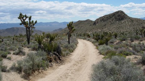 A dirt road leads off through the desert, next to a tall yucca tree.