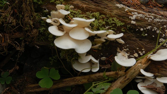 White mushrooms growing out of a log.