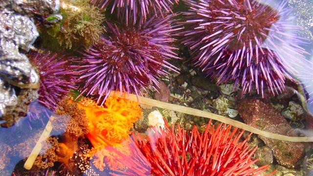 Brightly colored purple and orange sea urchins in a tidepool.