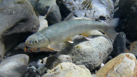 A small silver bull trout swims among grey cobbles.