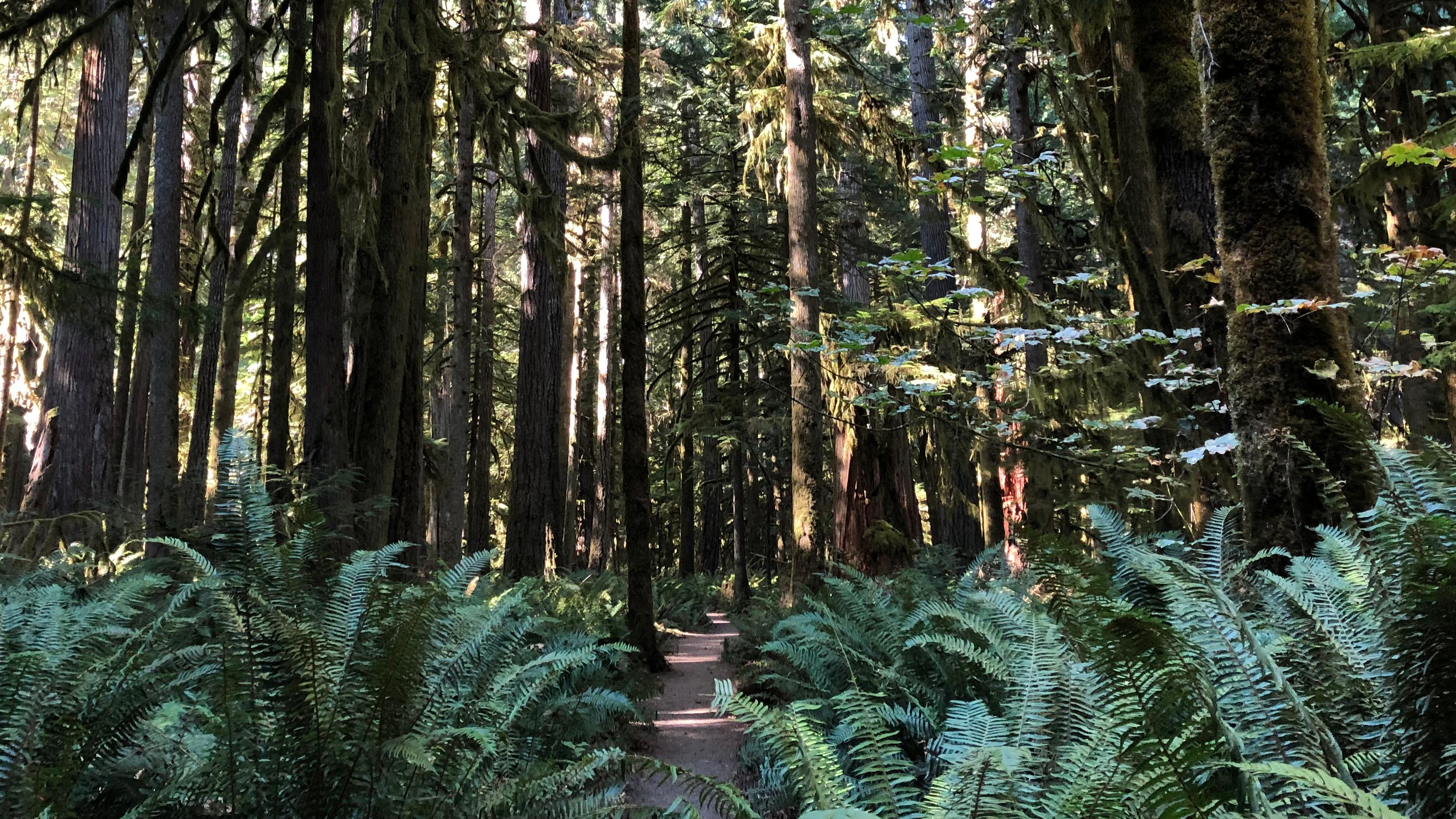 A trail leading through a forest.