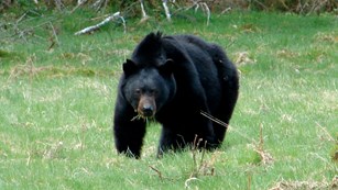 Black bear crosses a meadow.