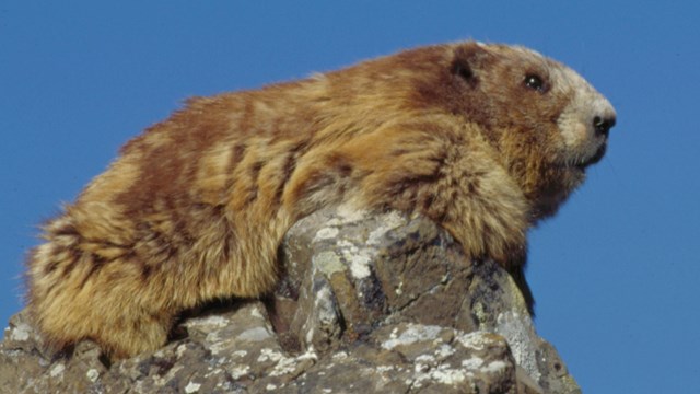 Marmot sitting on a rock outcrop.