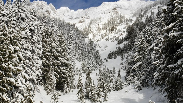 Snowy mountain scene with fir trees