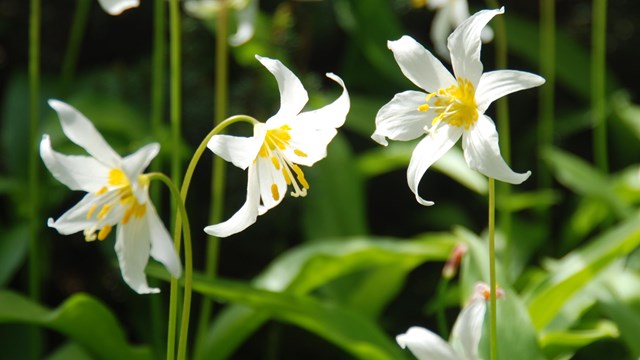 Flowers with white petals and yellow centers