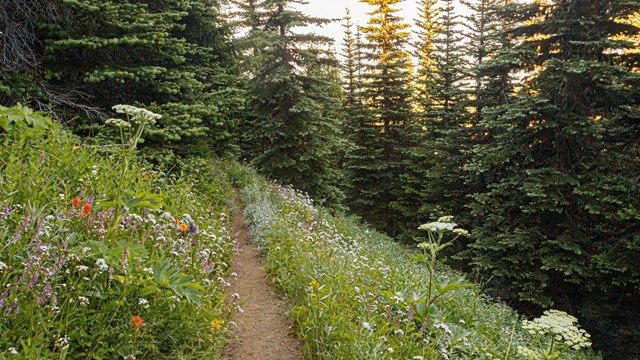 A narrow trail through a meadow filled with wildflowers.