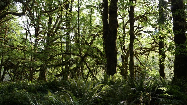 A lush green rain forest with mossy trees and ferns.