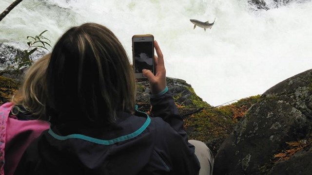 Two people hold up a cell phone to take a photo of a salmon leaping up a waterfall.
