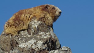 Volunteer as a Marmot Monitor