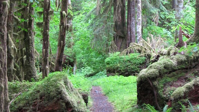 Trail in the Hoh Rain Forest