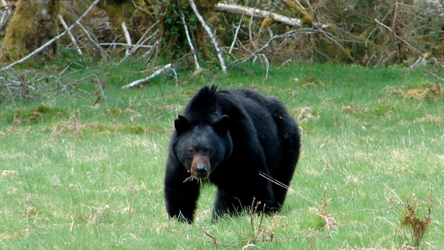 A lone black bear crosses a meadow in the Hoh Rain forest.