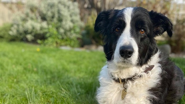 A black and white border collie posts with a park ranger flat hat.