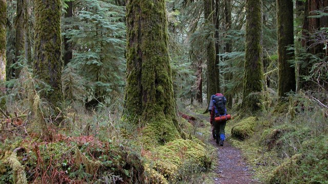 A hiker walks through the Hoh Rain Forest.