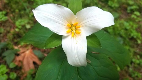 A white trillium flower with three pointed petals.