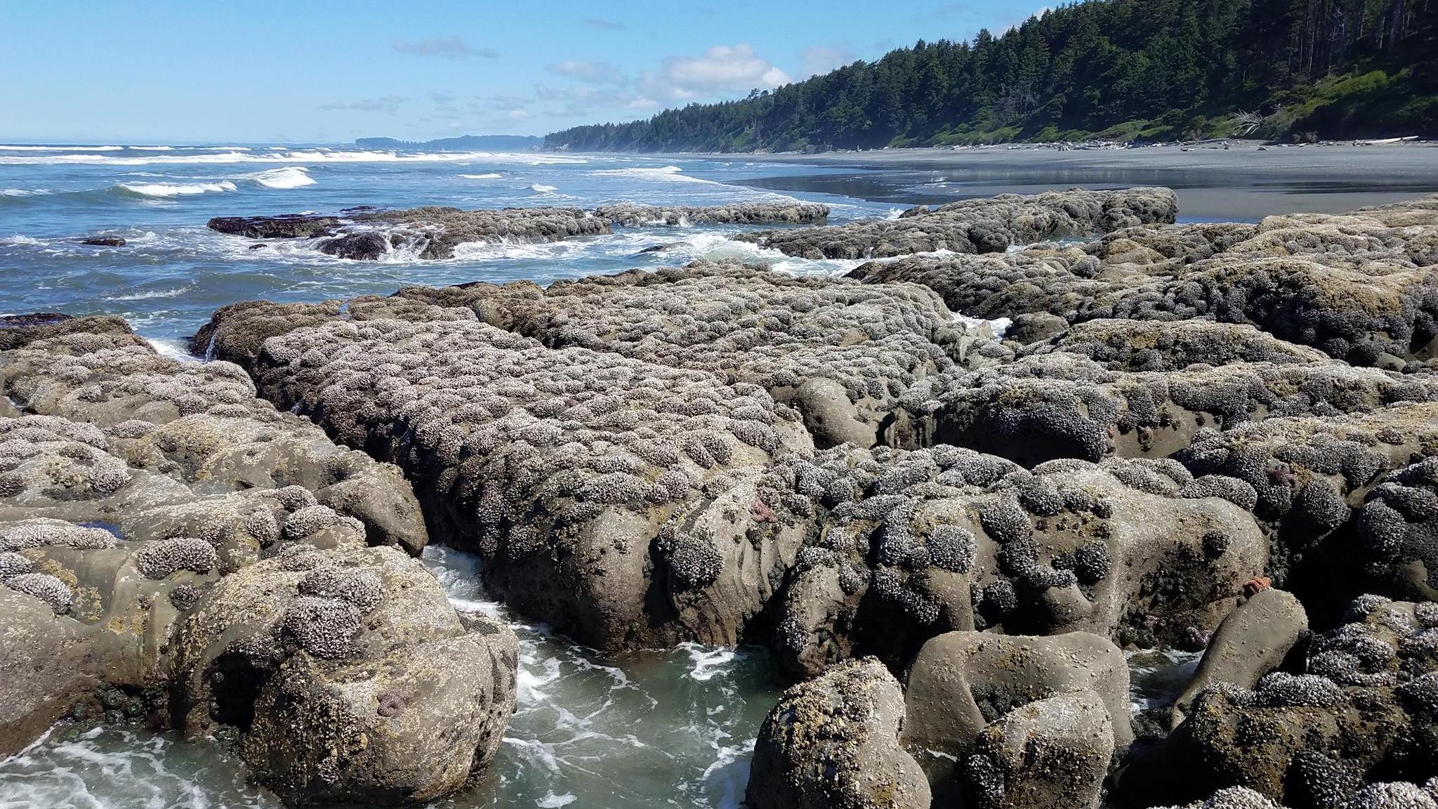 A rocky beach and the Pacific Ocean on a sunny day.