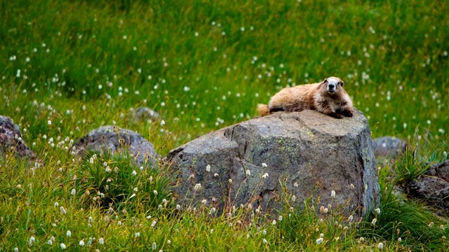 A marmot on a rock at Hurricane Ridge.