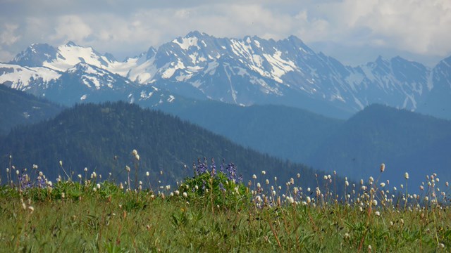 A meadow at Hurricane Ridge with mountains in the background.
