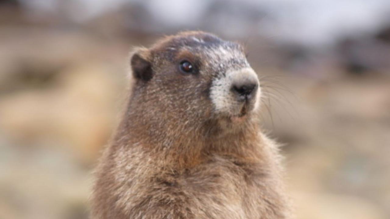 A small rodent stands up on its hind legs.