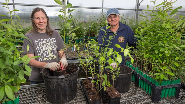 Volunteers transplanting in greenhouse, surround by lush green plants