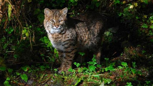 A bobcat in a forested area.