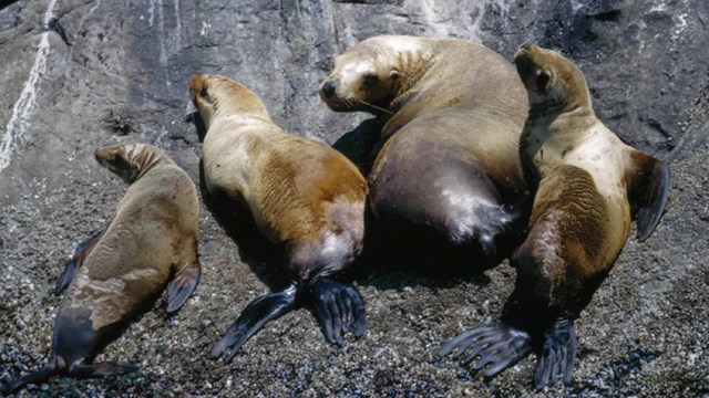 A group of brown sea lions lounging on a rock.