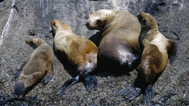 Animals - Olympic National Park (. National Park Service) Animals - Olympic National Park (. National Park Service)