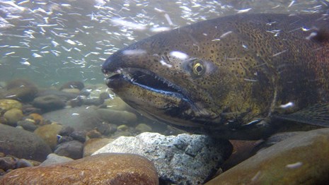 A salmon swimming underwater.