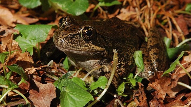 A bull frog on the forest floor surrounded by leaves.