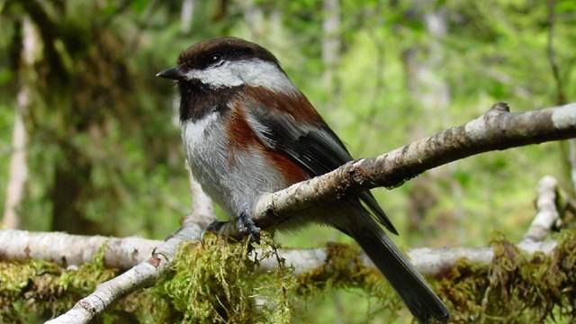 A small chickadee perches on a branch.