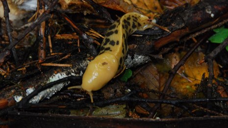 A yellow banana slug with brown spots slides across the forest floor.
