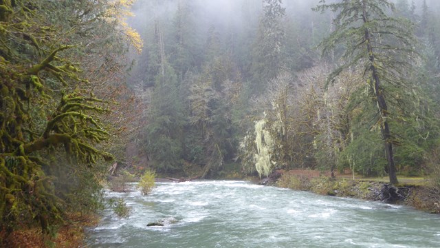 Mist over Skokomish River at Staircase.