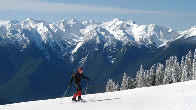 A skier ascends a snowy slope on Hurricane Ridge. Snow-covered trees and peaks fill the background.