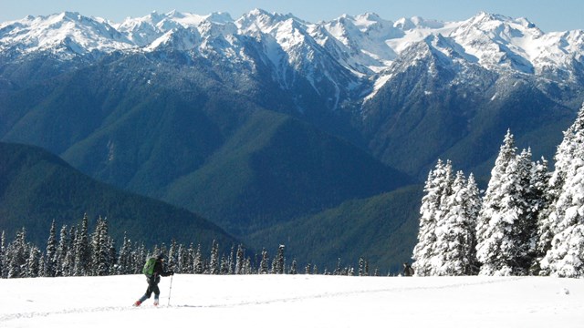 A cross-country skier travels across a snowy landscape with the Olympic Mountains in the distance.