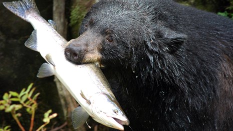 A black bear with a large fish in its mouth.