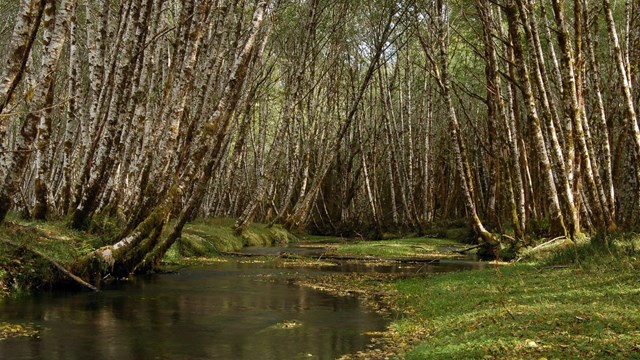 A creek winds among trees in the Hoh Rain Forest.