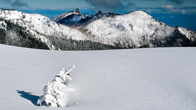 Winter at Hurricane Ridge