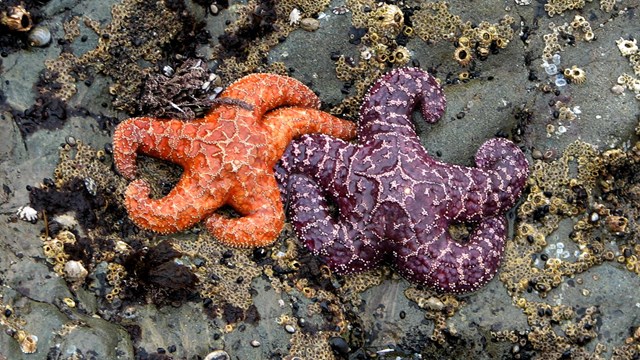 Two ochre sea stars on a rock.