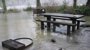 Two gray jays perched atop a snow covered tree