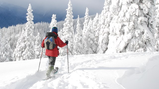 A person in a red jacket snowshoes across a field of snow.