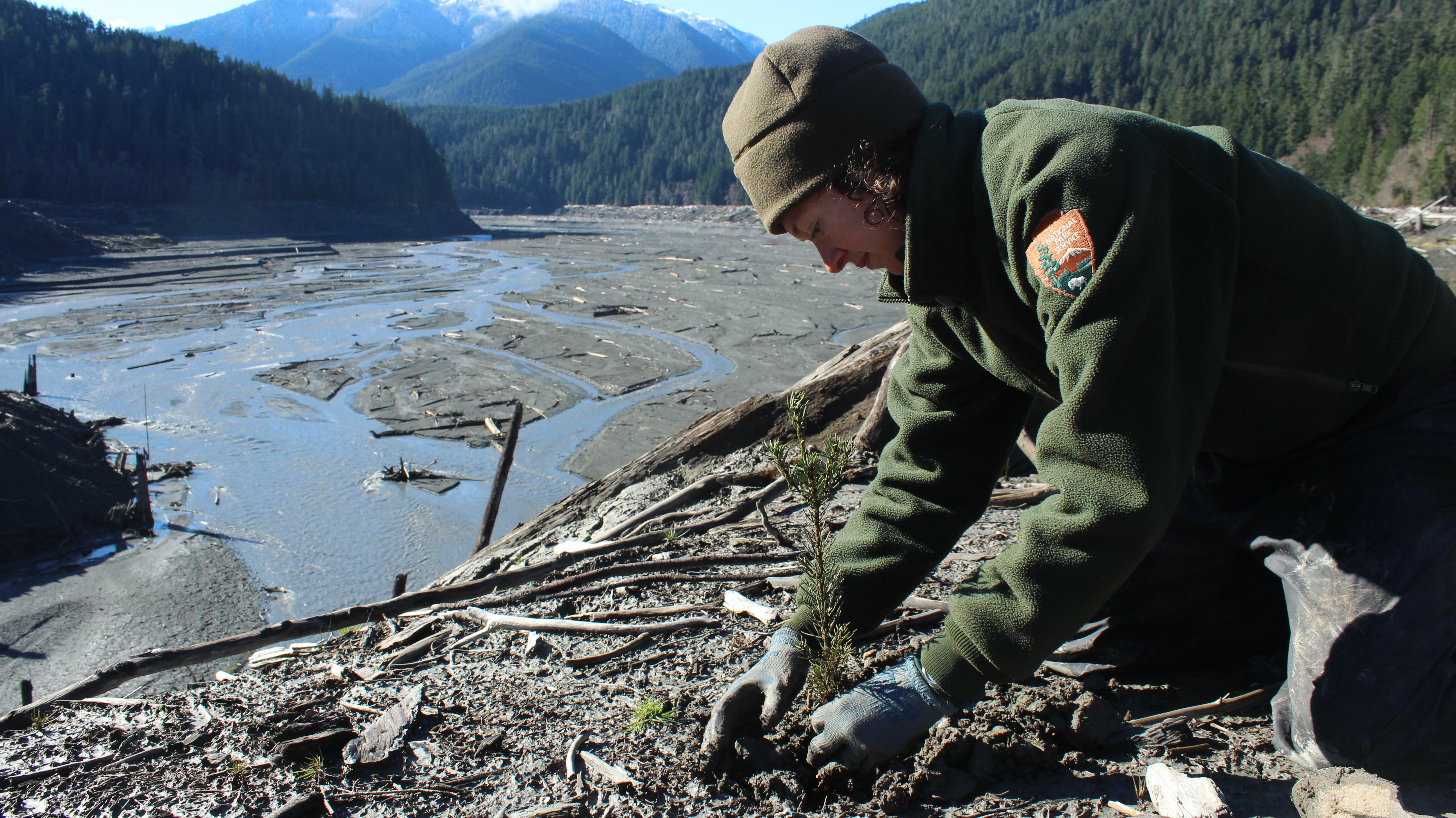 Park biologist plants a fir tree sapling.
