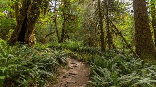 The Hoh River Trail surrounded by lush green rain forest.