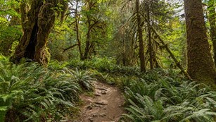 The Hoh River Trail surrounded by lush green rain forest.