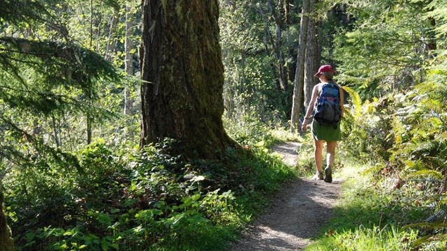 A person wearing a backpack walking on a trail through the forest.