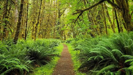 A trail leading through the Hoh Rain Forest.